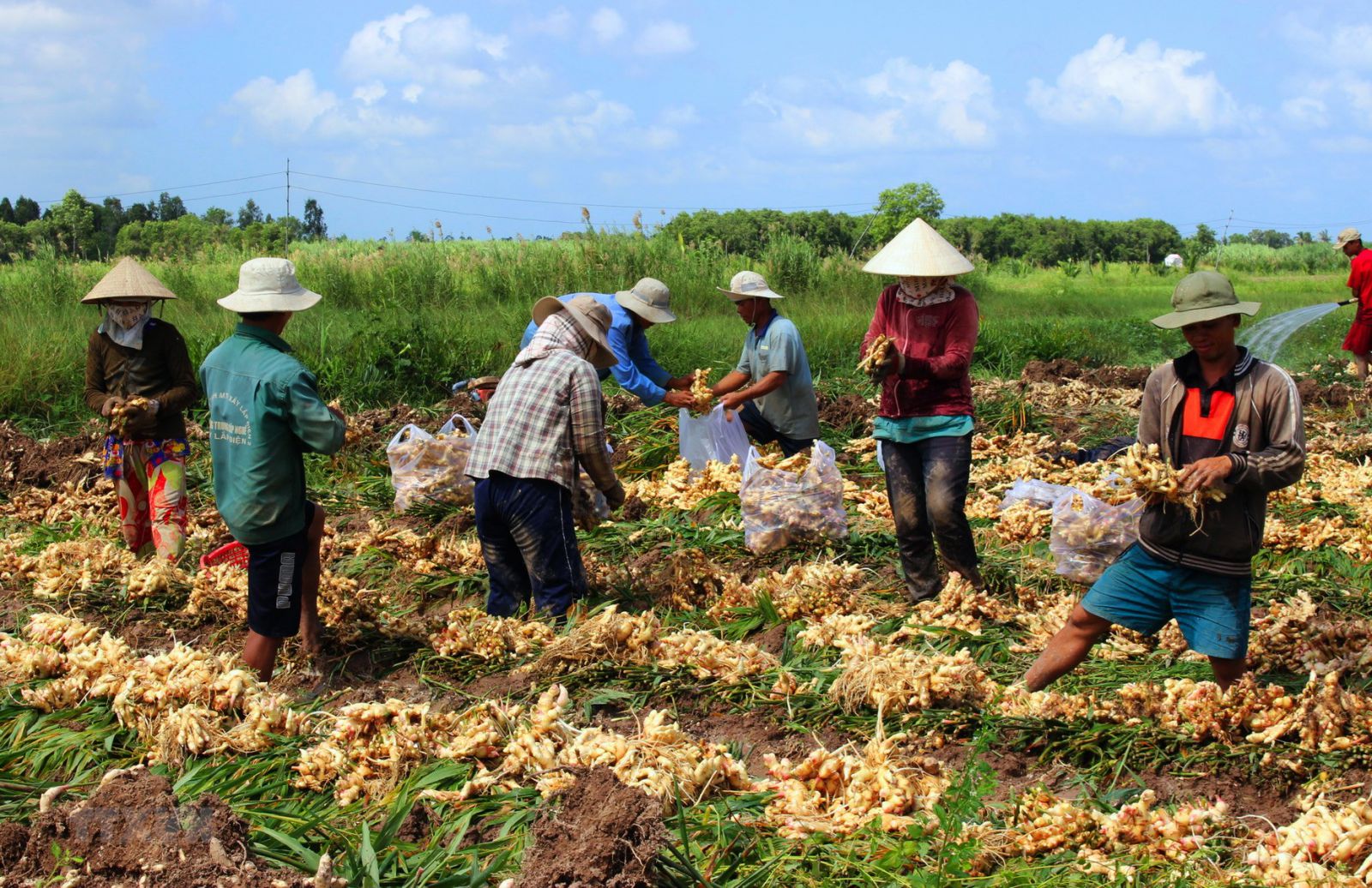 Ginger Farm MAI HOA PHU PRODUCTION IMPORT EXPORT TRADING COMPANY LIMITED